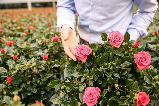 Pot rozen verkleind